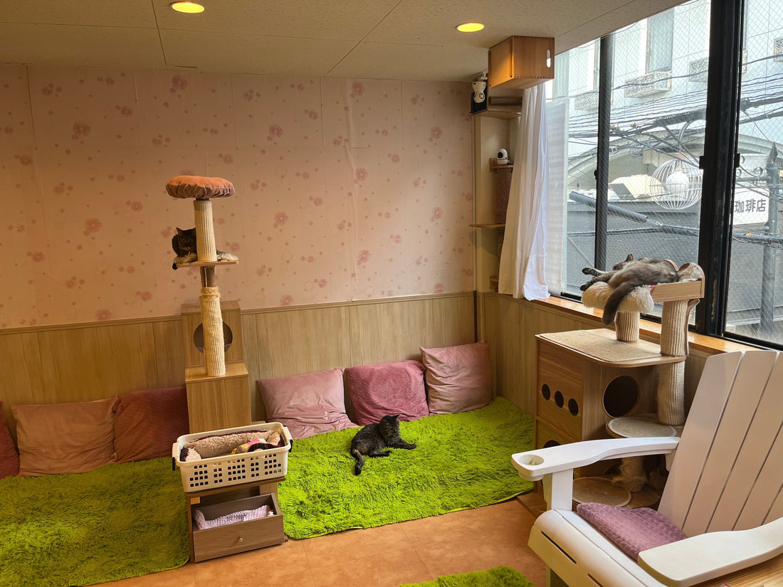 Neko no Eniwa, Namba Osaka --Exploring Japanese Cat Cafes--