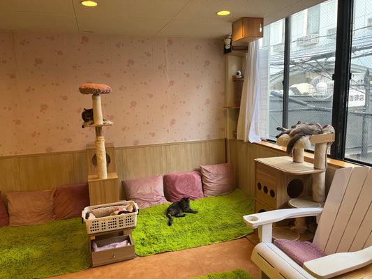 Neko no Eniwa, Namba Osaka  --Exploring Japanese Cat Cafes--