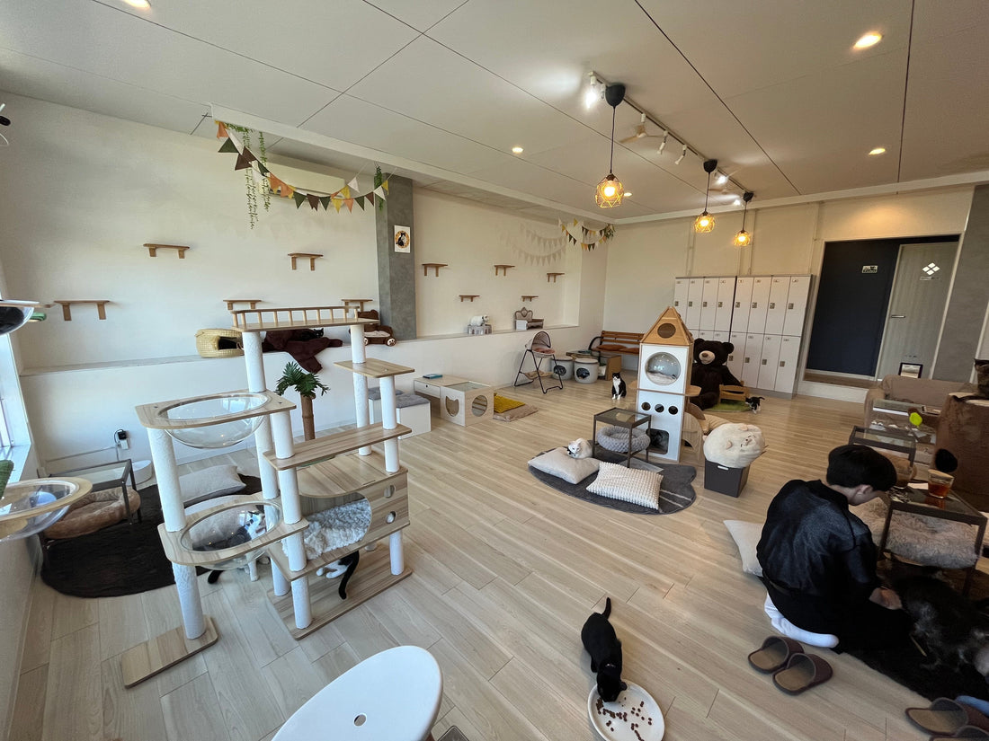 Cat Cafe New Journey  Kasugai Aichi  -- Exploring Cat Cafes in Japan--