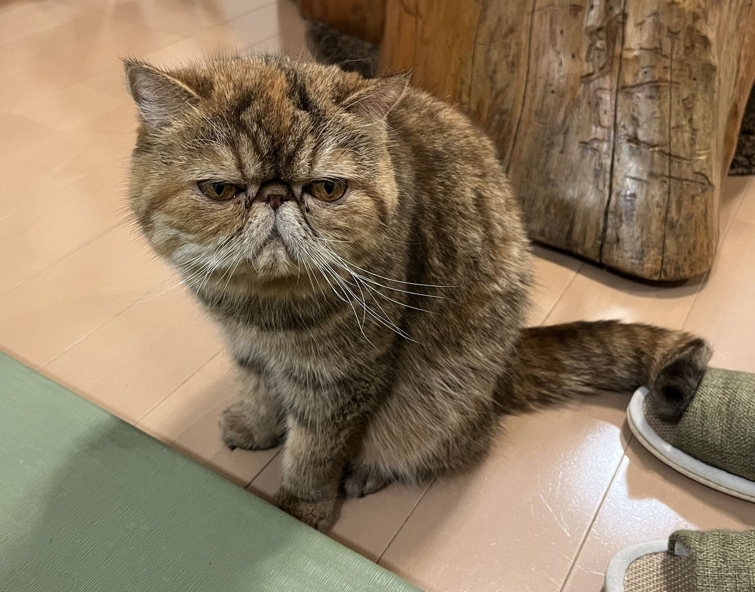 Cat Cafe Nekogra Kyoto  -- Exploring Cat Cafes in Japan--