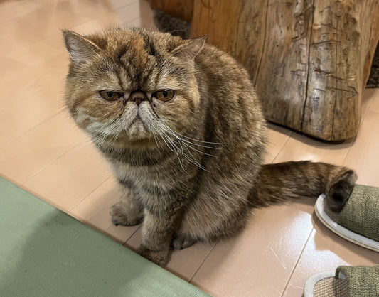 Cat Cafe Nekogra Kyoto  -- Exploring Cat Cafes in Japan--