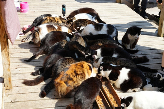 JapaCat Guide: Japan's Famous Cat Islands