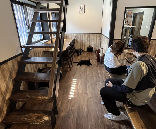 Neko no Tsuki Sakurayama, Takayama Gifu  --Exploring Japanese Cat Cafes--