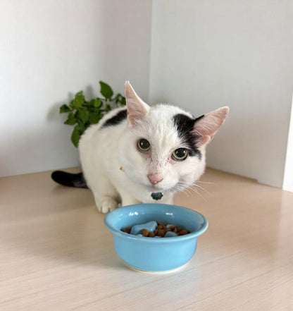 Cat with a Turkish Blue Mino Ware slow feeder cat bowl made in Japan