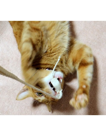 Cat Toothbrush Rope Silkworm Cocoon w/ Catnip Dental Care Toy made in Japan