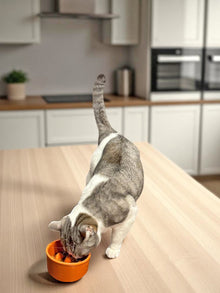 Cat eating from an Orange Mino Ware slow feeder cat bowl made in Japan